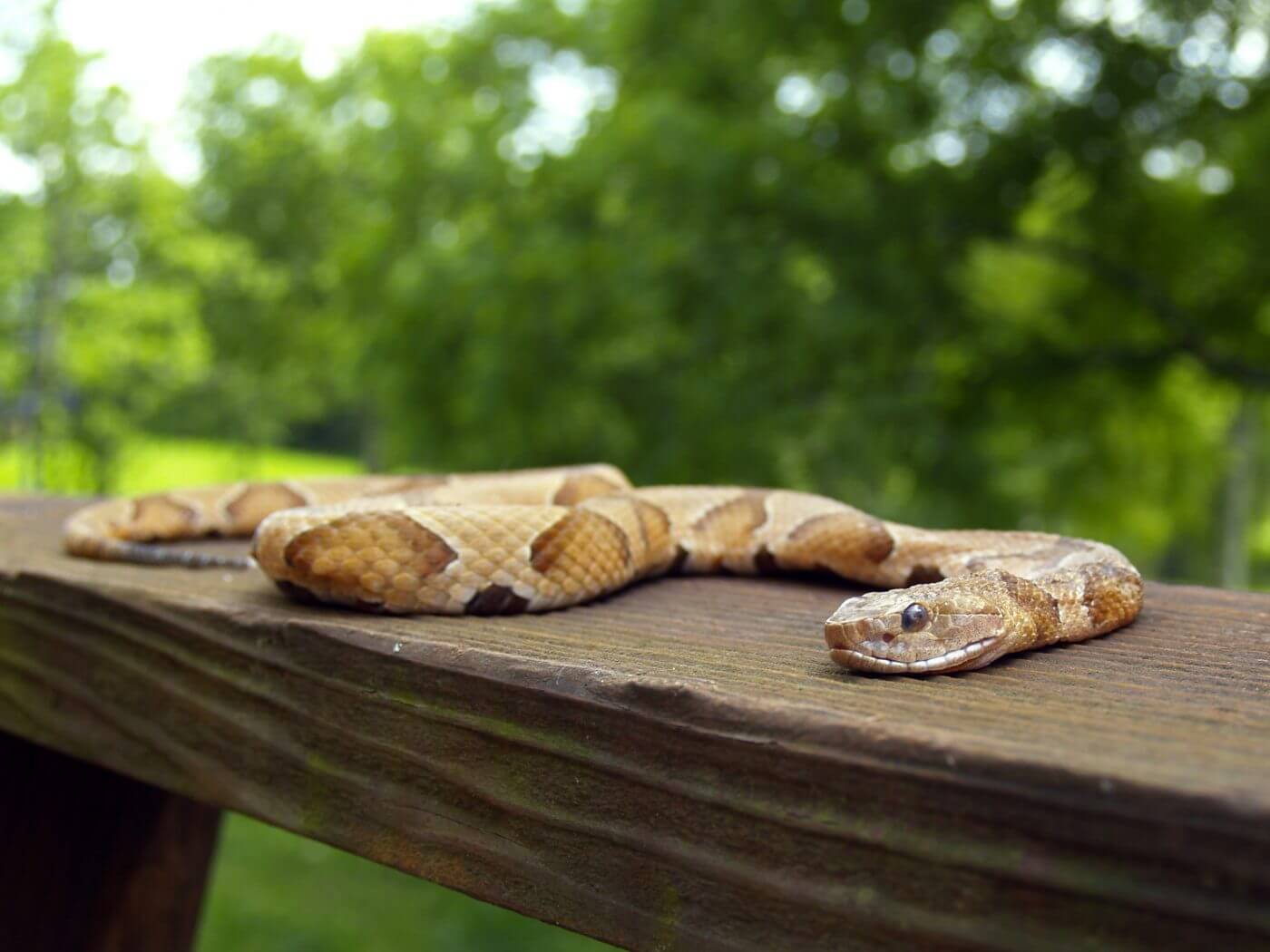Being Aware of Copperheads This August