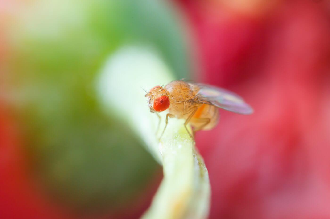 9 Tips for Preventing & Eliminating Fruit Flies