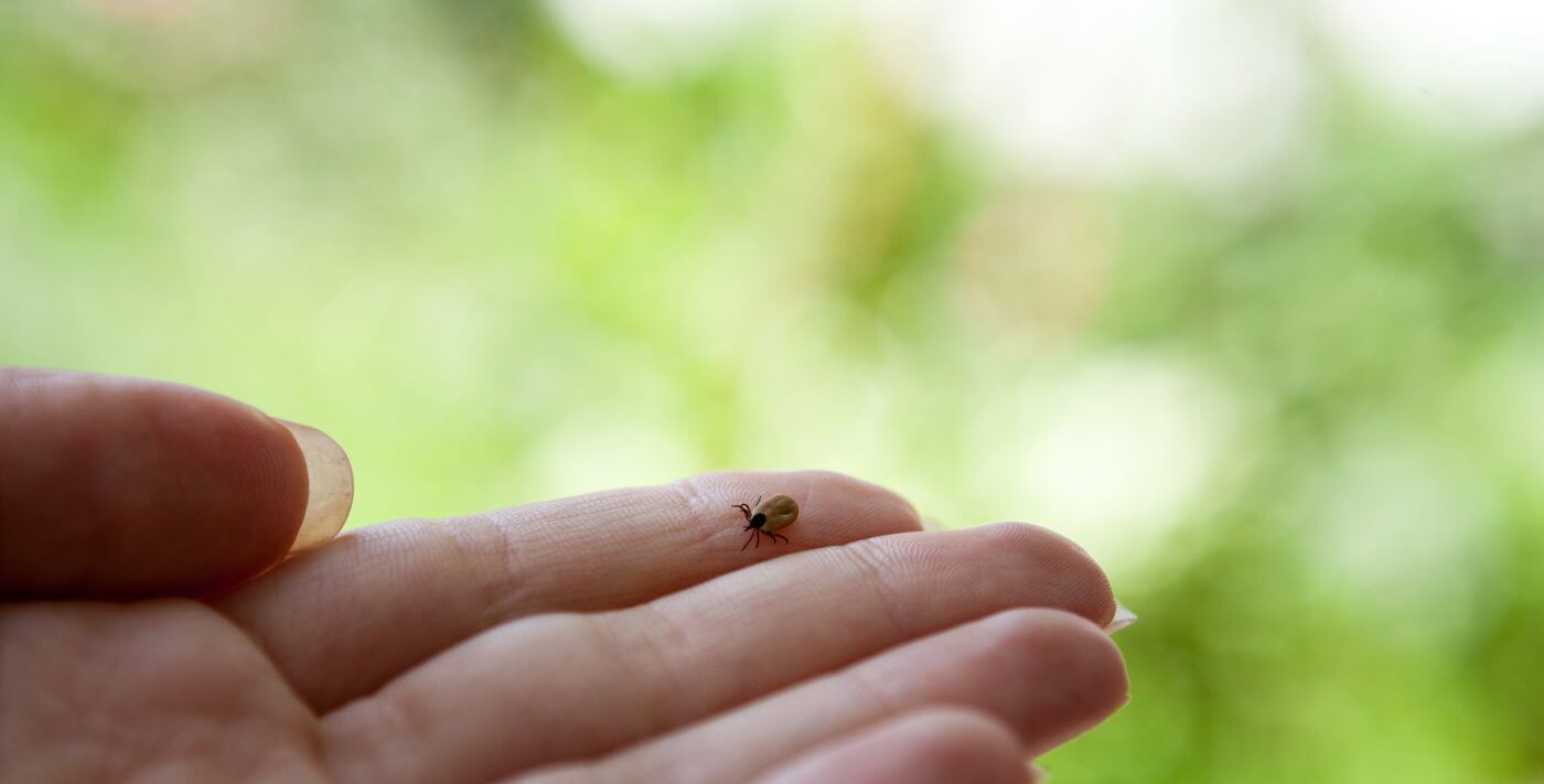 Keeping Your Family Safe from Ticks This Year