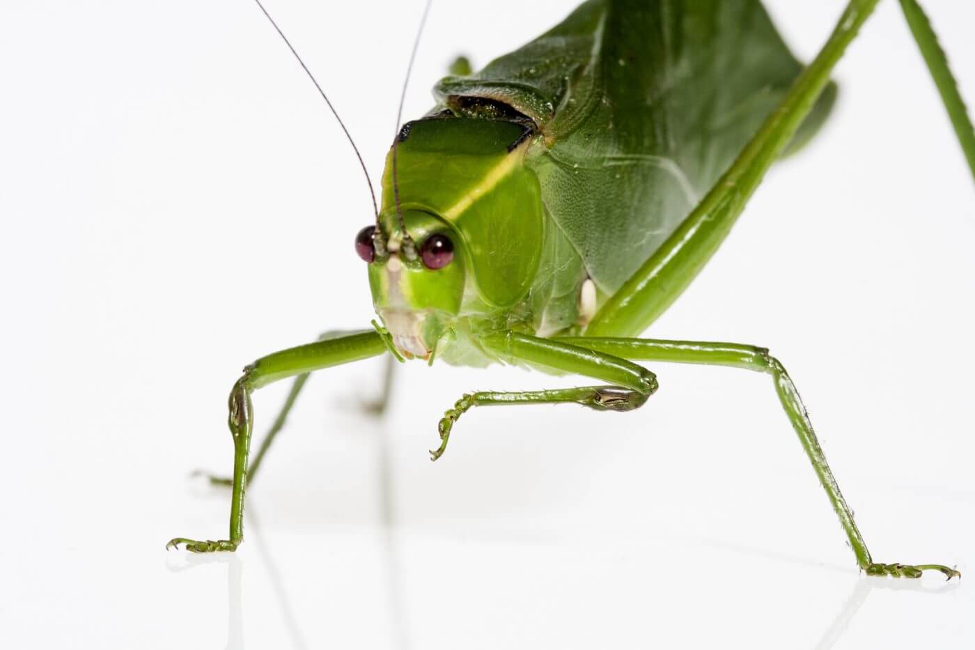 The 6 Craziest Superstitions About Insects