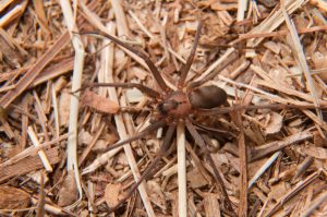 brown recluse spider outside