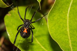 black widow spider in Georgia spinning a web