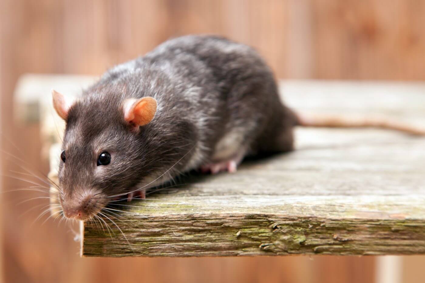 How to Get Rid of Rats in Your Home