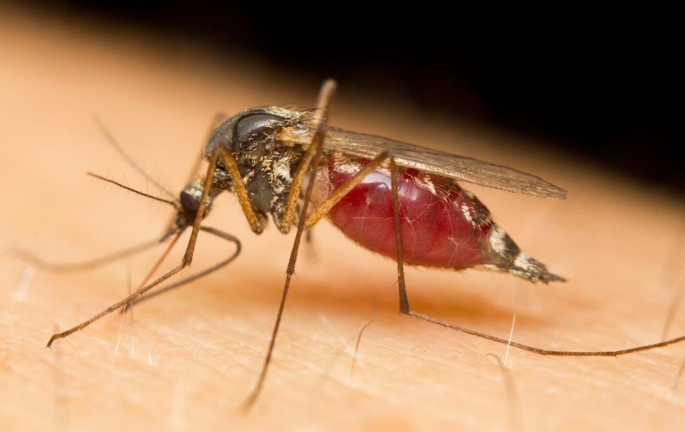 mosquito treatments
