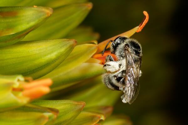 Africanized Bee
