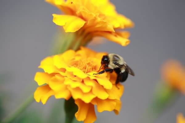 Bumble Bee