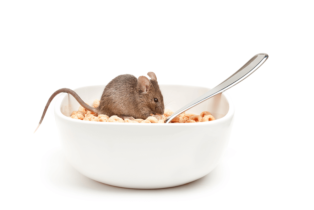 5 Things you Could be Doing That Attract Mice