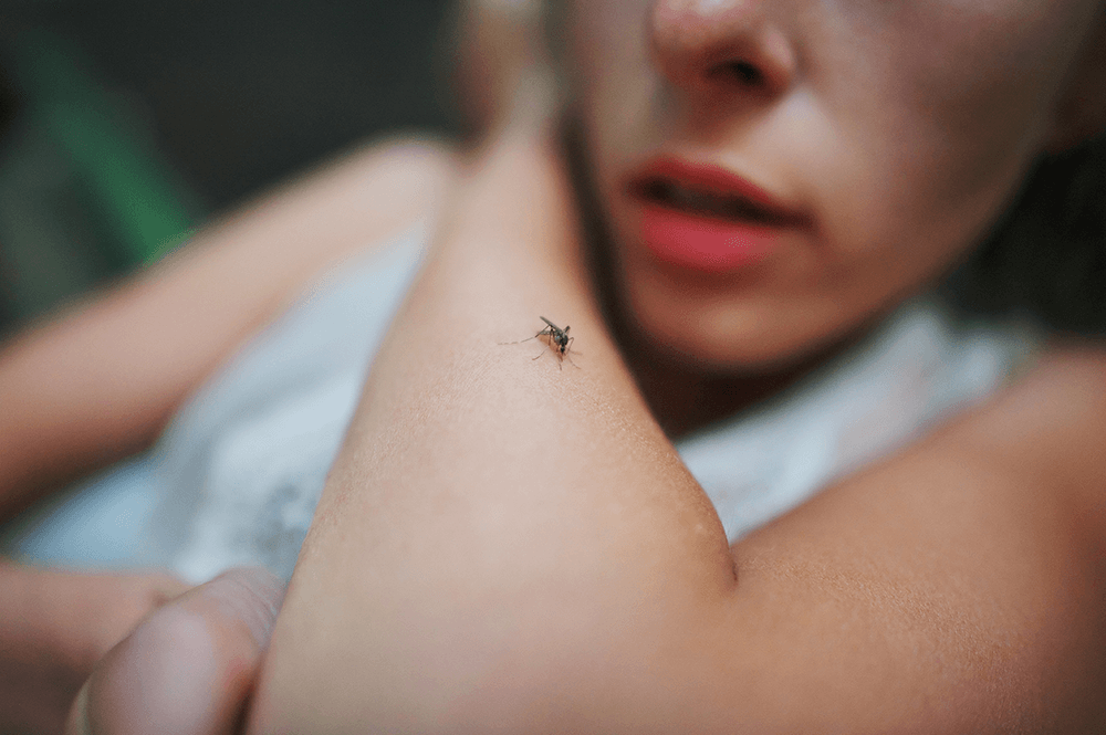 Mosquito Facts You Need to Know this Spring