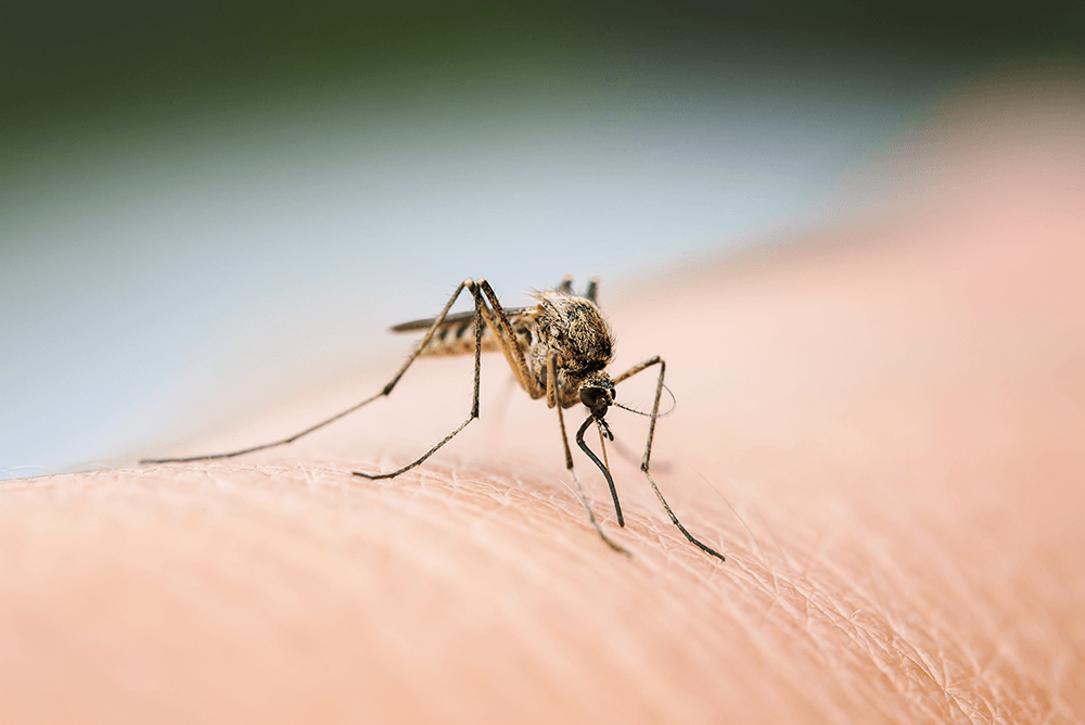 What Attracts Mosquitoes to Humans?