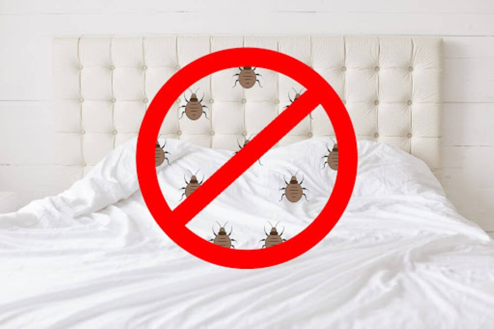How to Kill Bed Bugs FAST