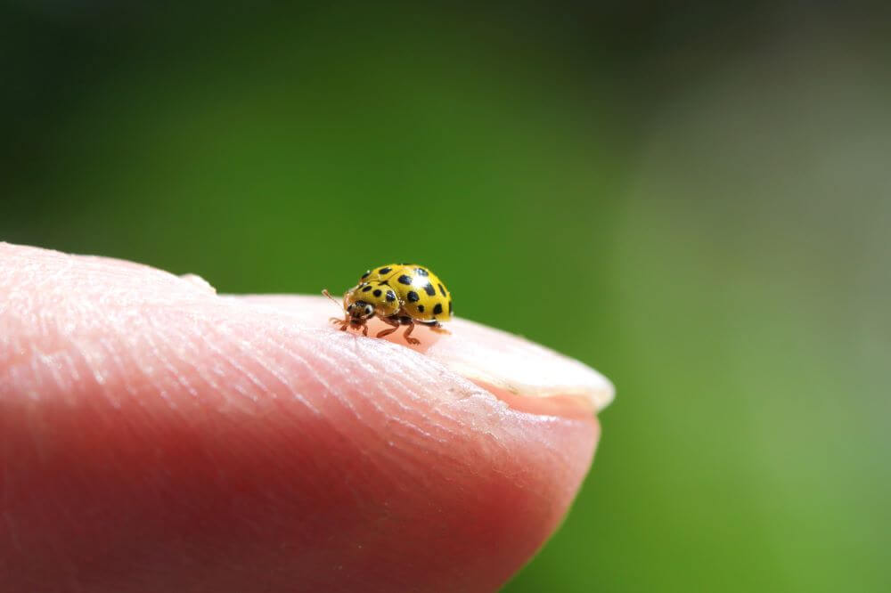 How to Get Rid of Ladybugs in Your Home