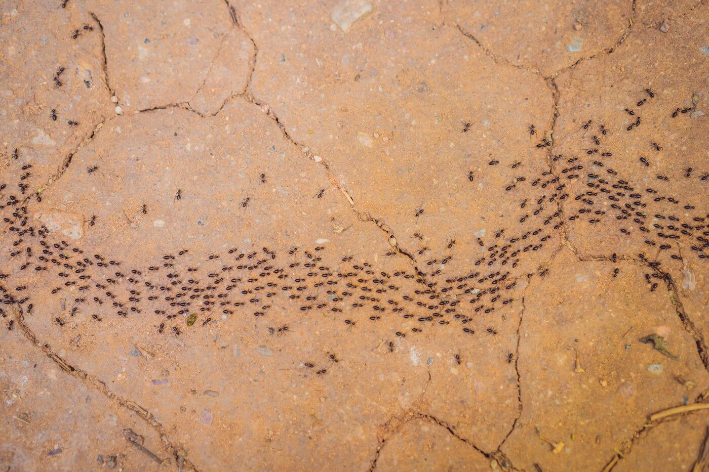 How do Ants Communicate?