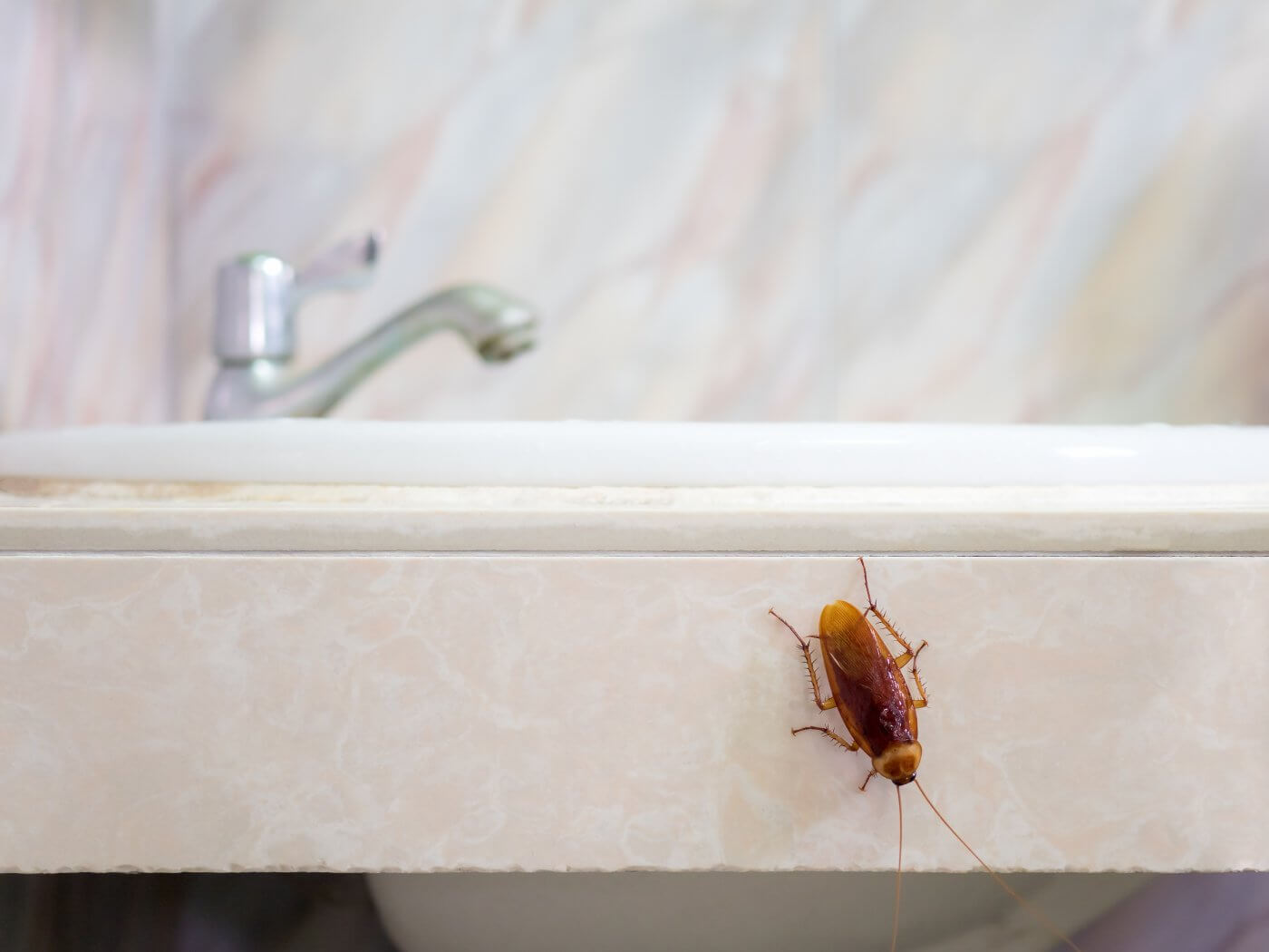 What Attracts Cockroaches to Your Squeaky Clean Home?