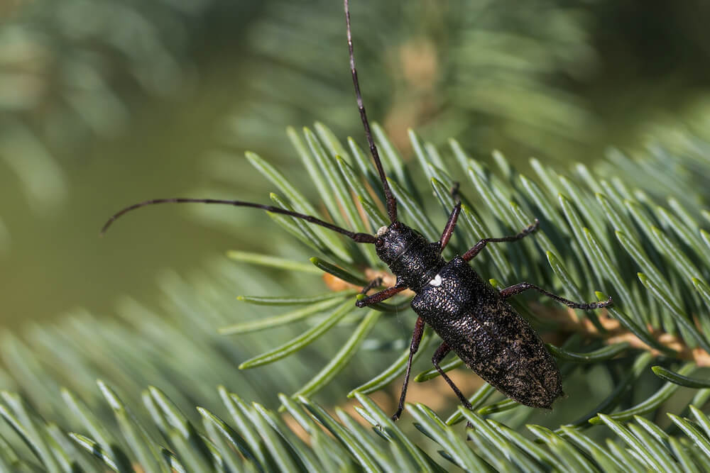 Most Common Bugs Found on Holiday Plants
