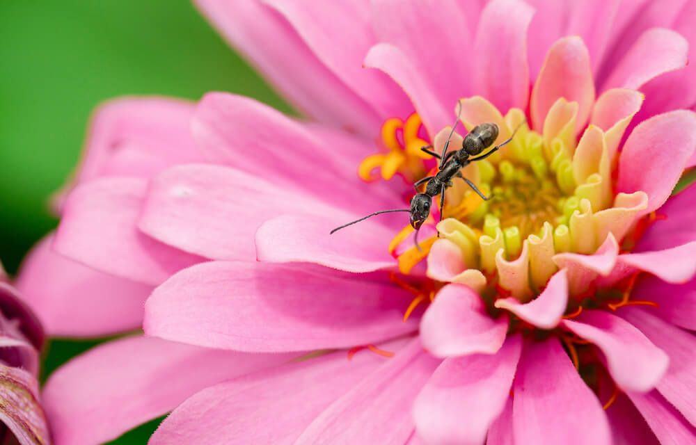 3 Most Common Spring Pests to Prevent