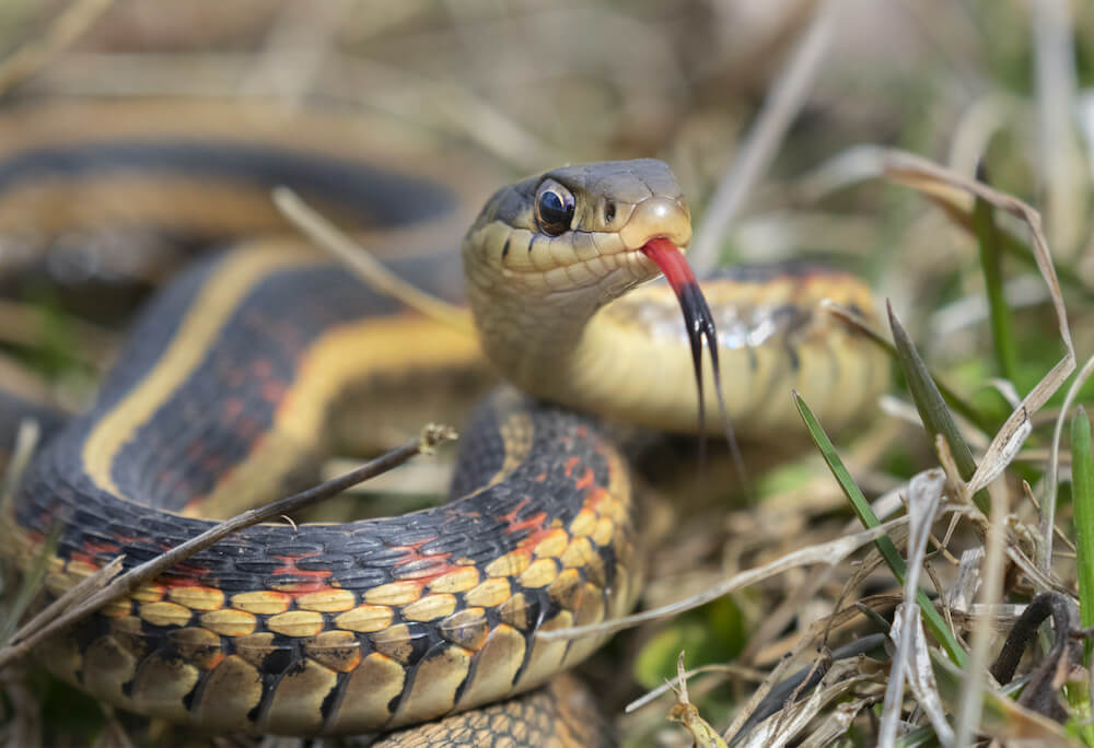 Are Garter Snakes Dangerous?
