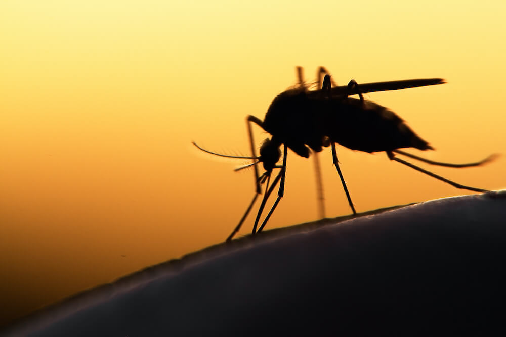 3 Fascinating Mosquito Myths Debunked