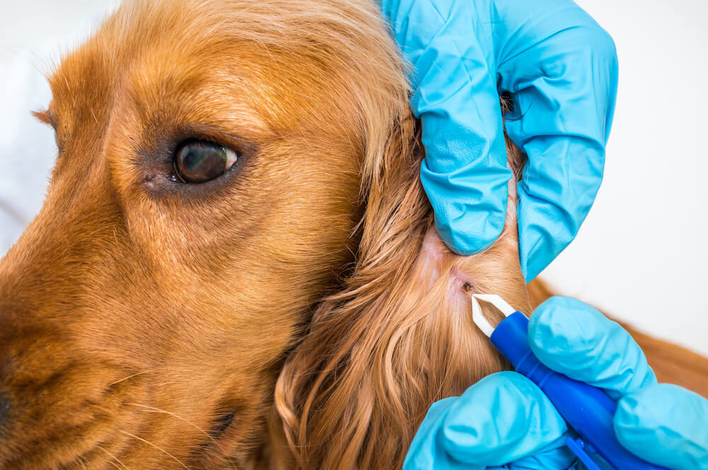 3 Tips for How to Prevent Fleas & Ticks on Dogs