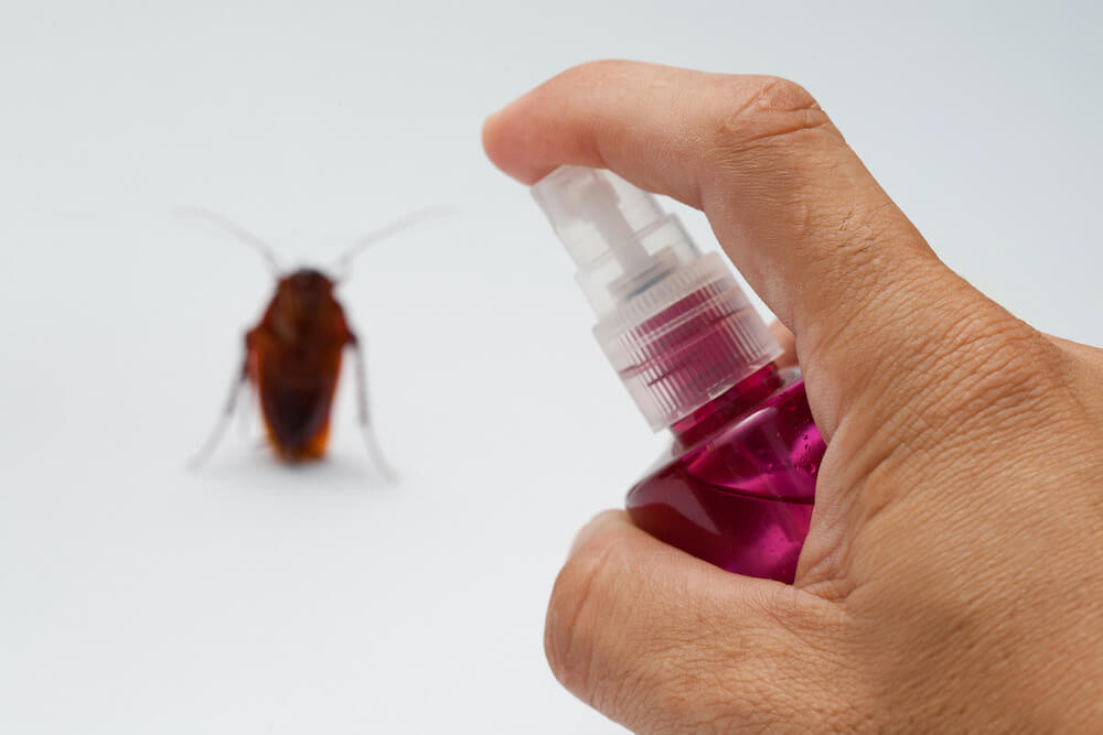 5 Natural Cockroach Repellents