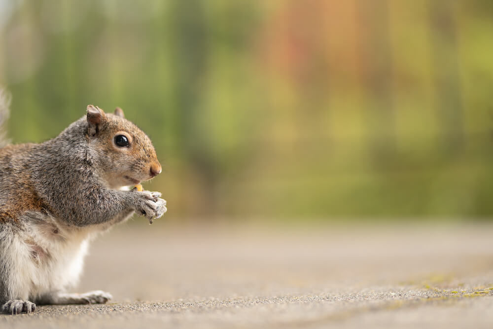 5 Ways to Get Rid of Squirrels in Your Yard