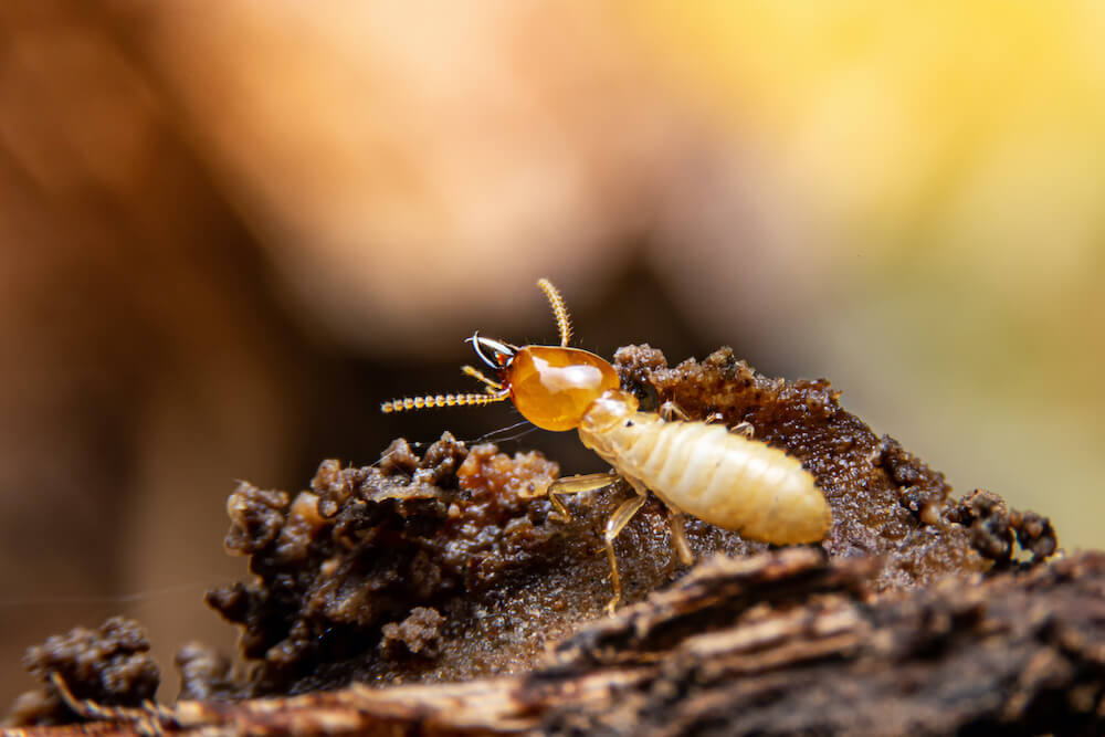 The Importance of Proactive Termite Pest Control