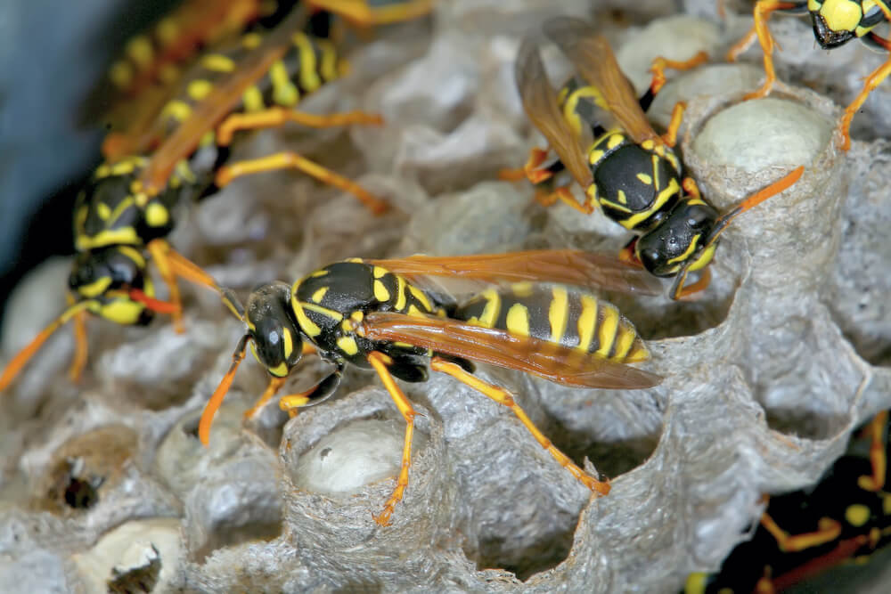 How to Get Rid of Wasp Nests￼