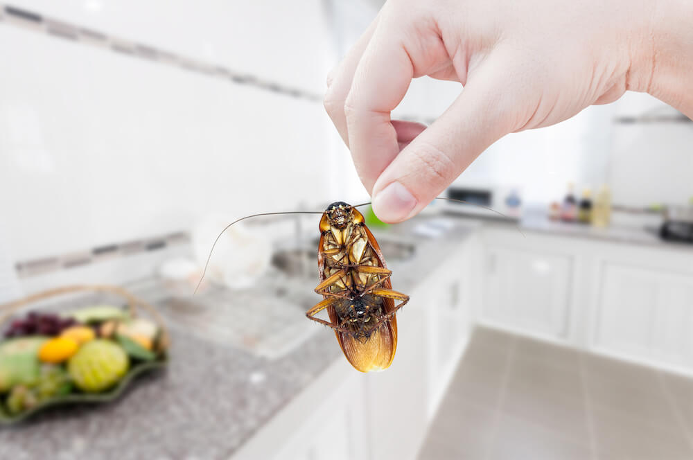 Checklist for Pest-Proofing Your Kitchen