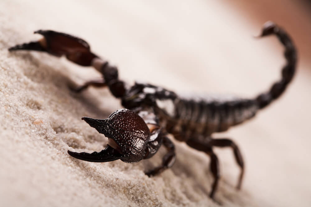 Scorpions in Georgia: What You Need to Know