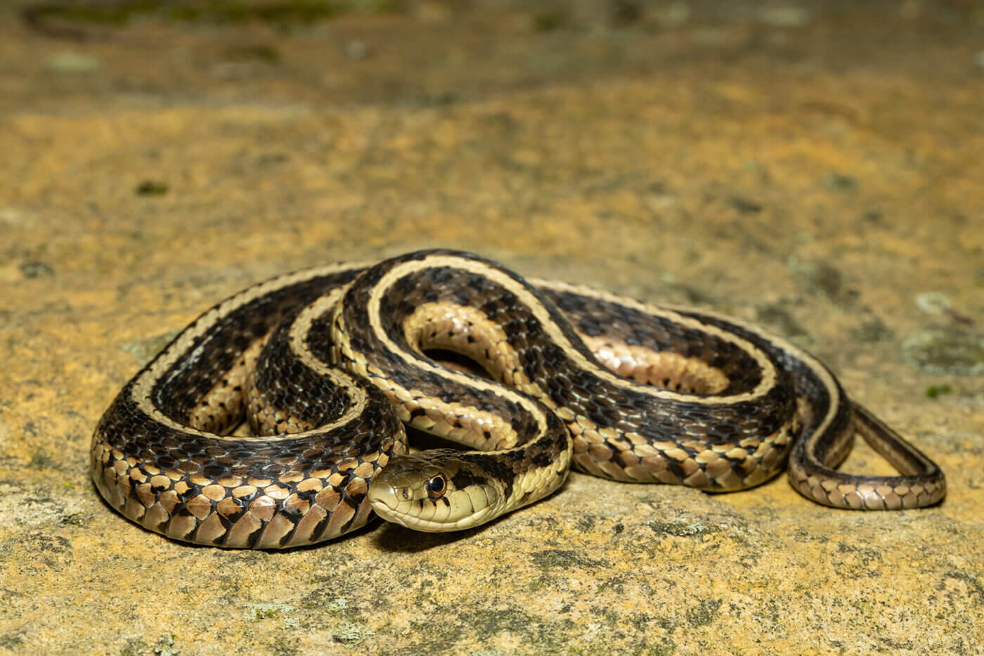 How Dangerous are Common Garter Snakes?