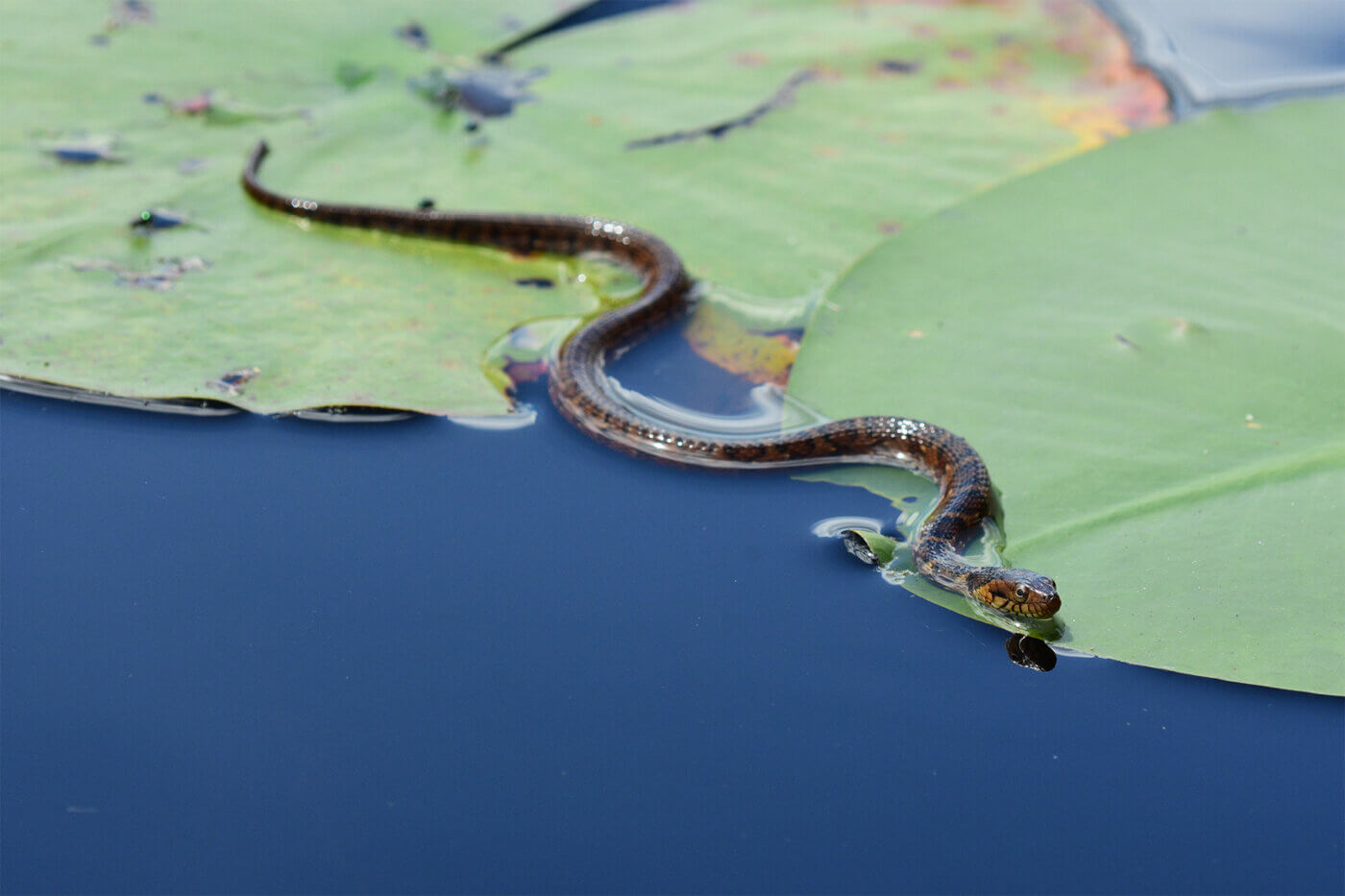 Everything You Should Know About Banded Water Snakes