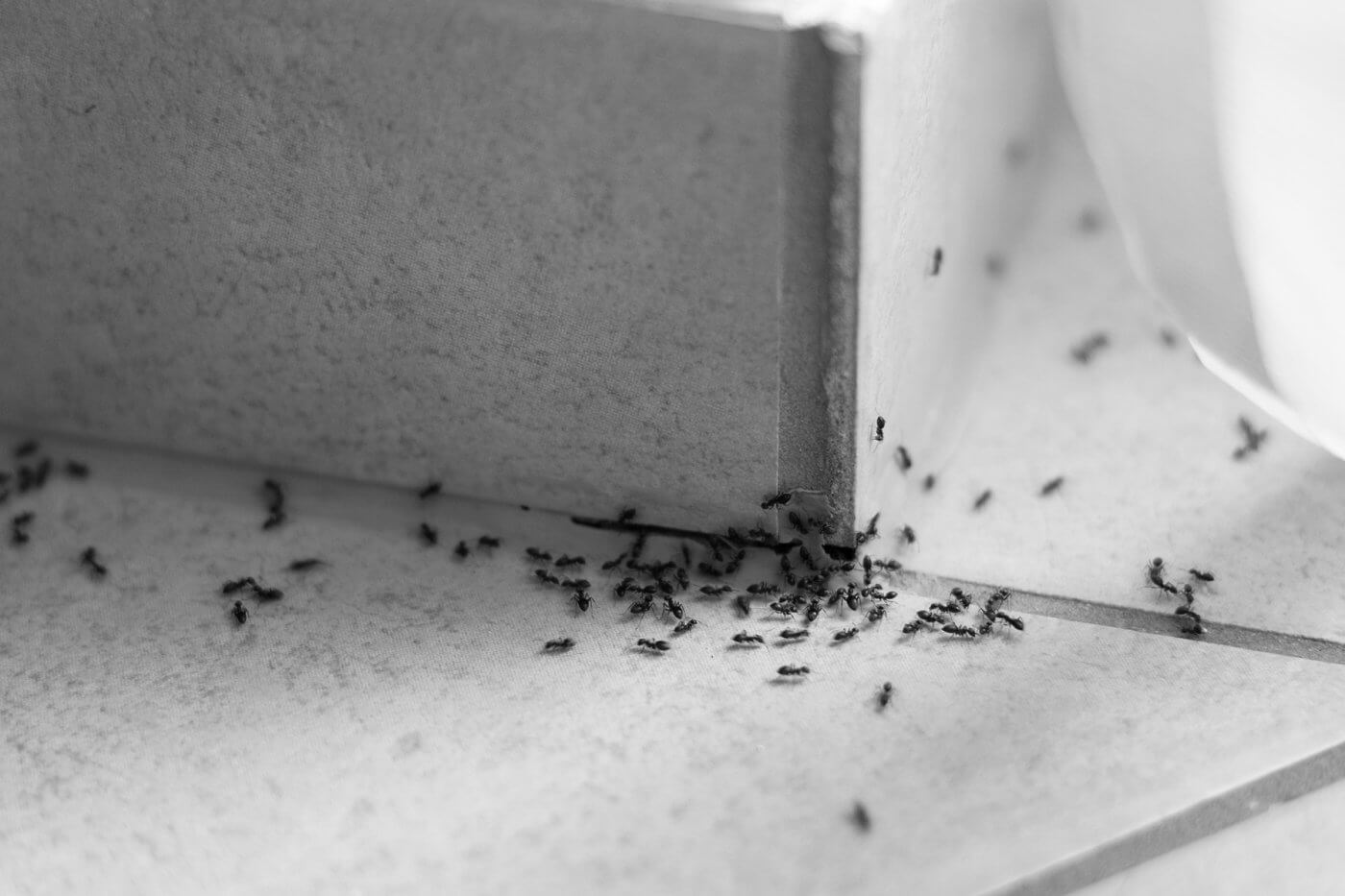 Pest Control for the New Year: Bug-Busting Resolutions