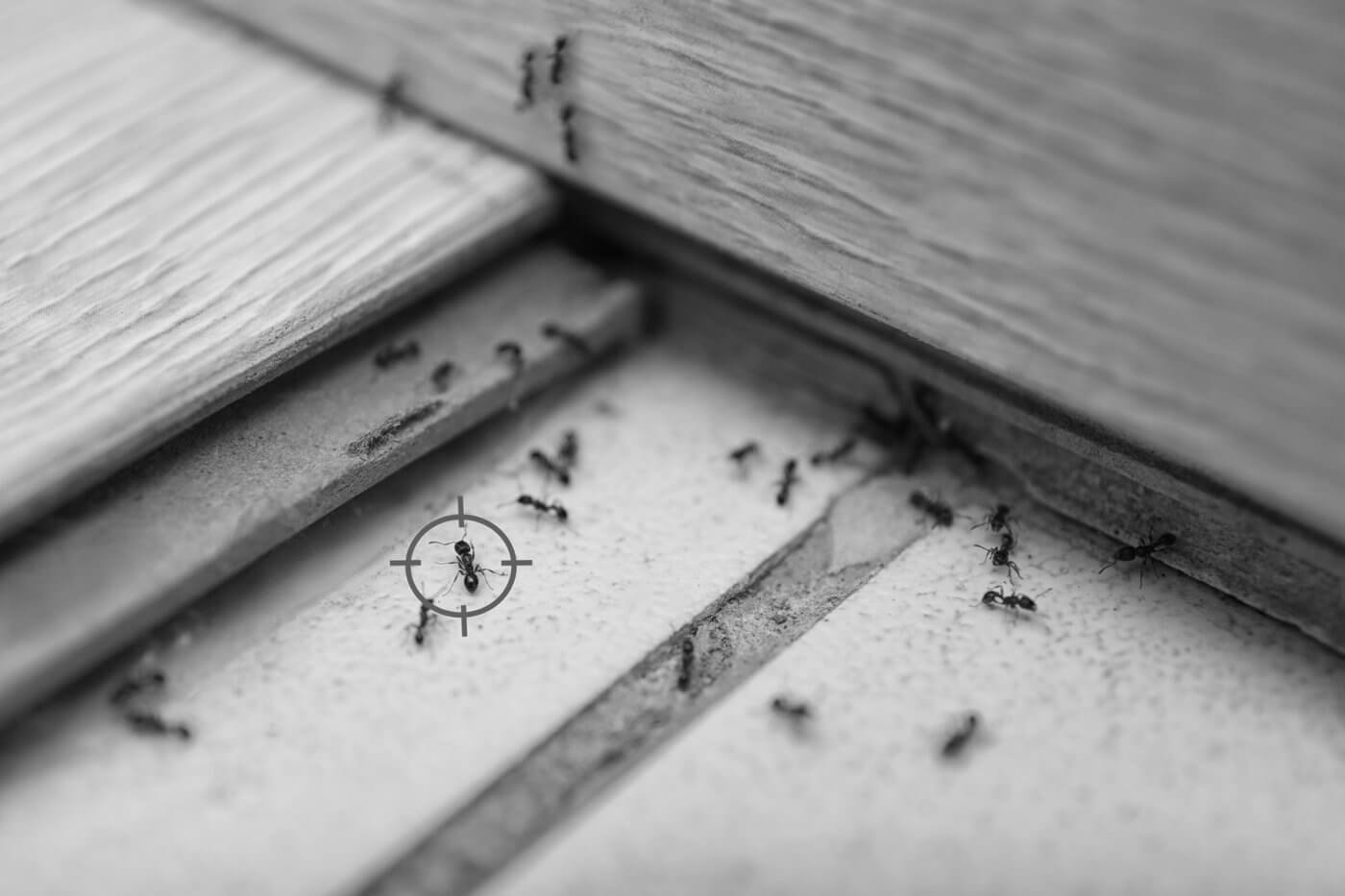 How to Get Rid of Ants in Your Home