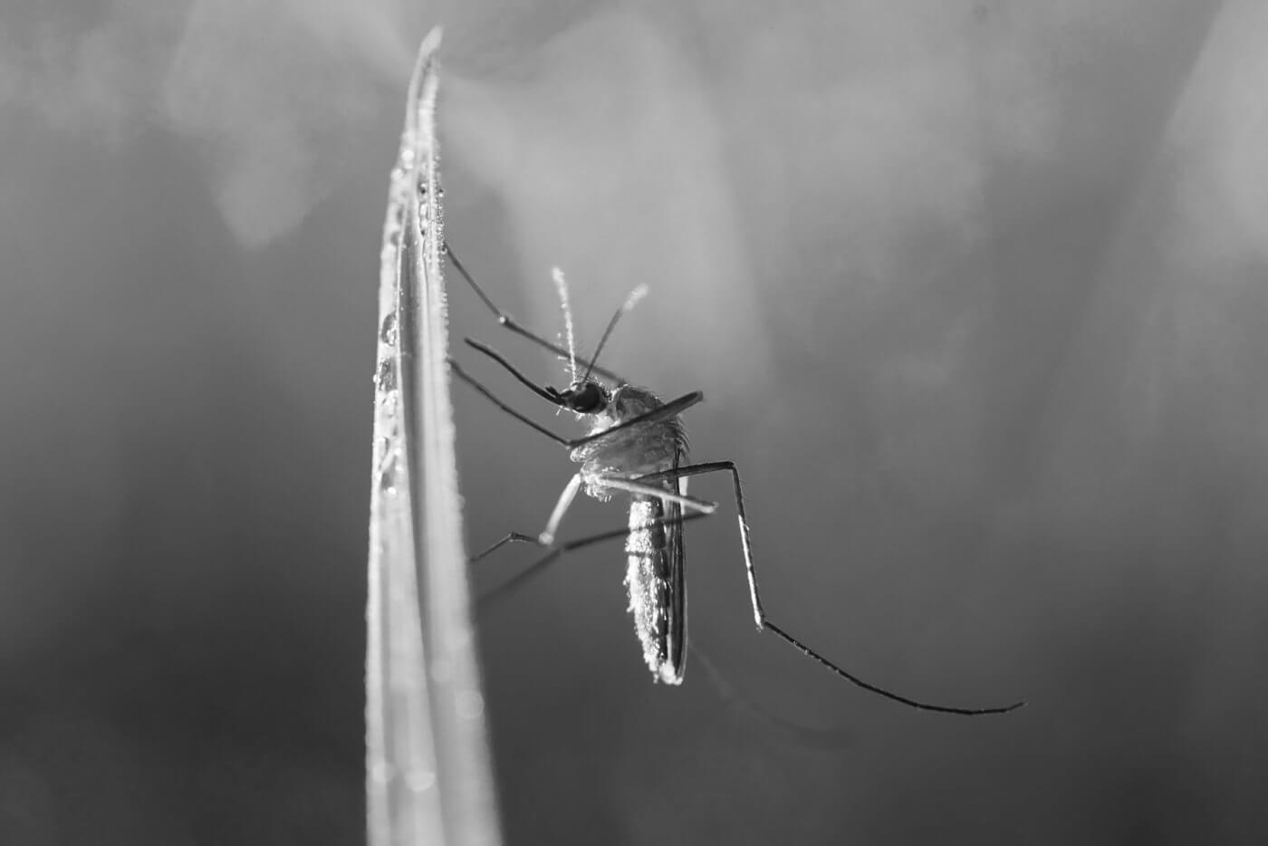 Top 3 Benefits of Professional Mosquito Spraying