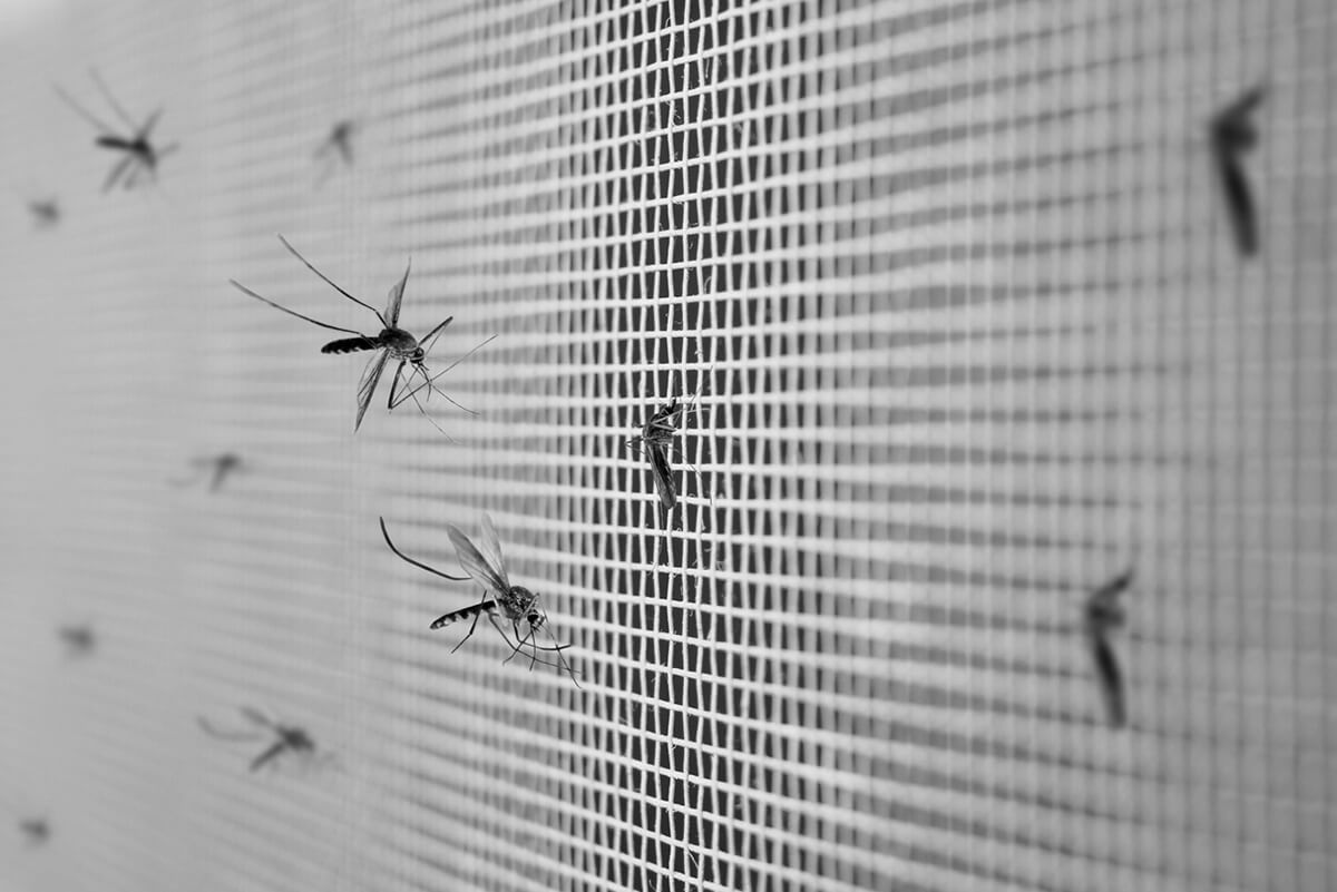 Most Effective Mosquito Control for Homeowners