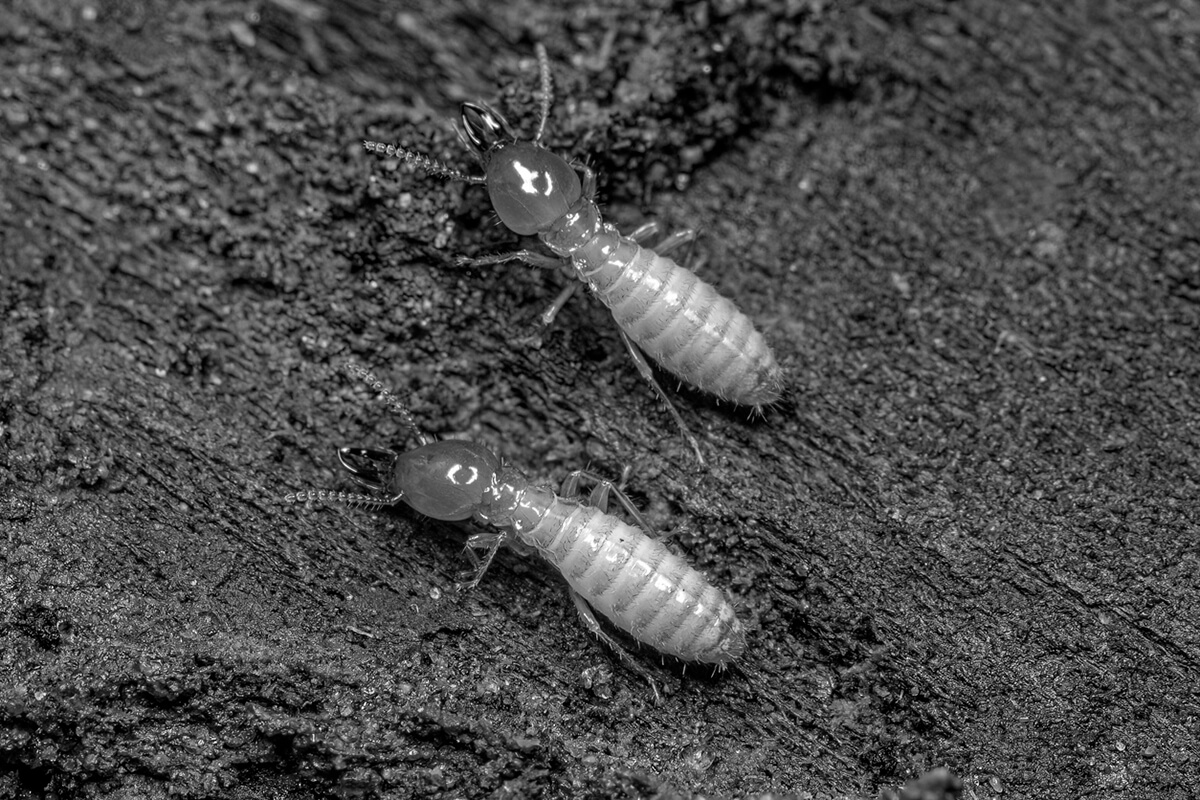 Termites and Sealed Crawl Spaces