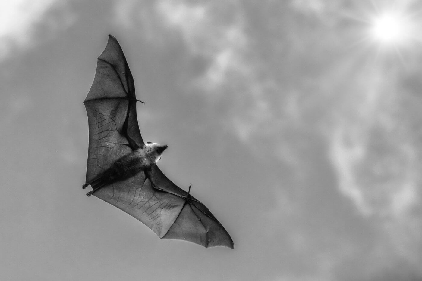 Getting Rid of Bats: Tips for Humane Wildlife Removal