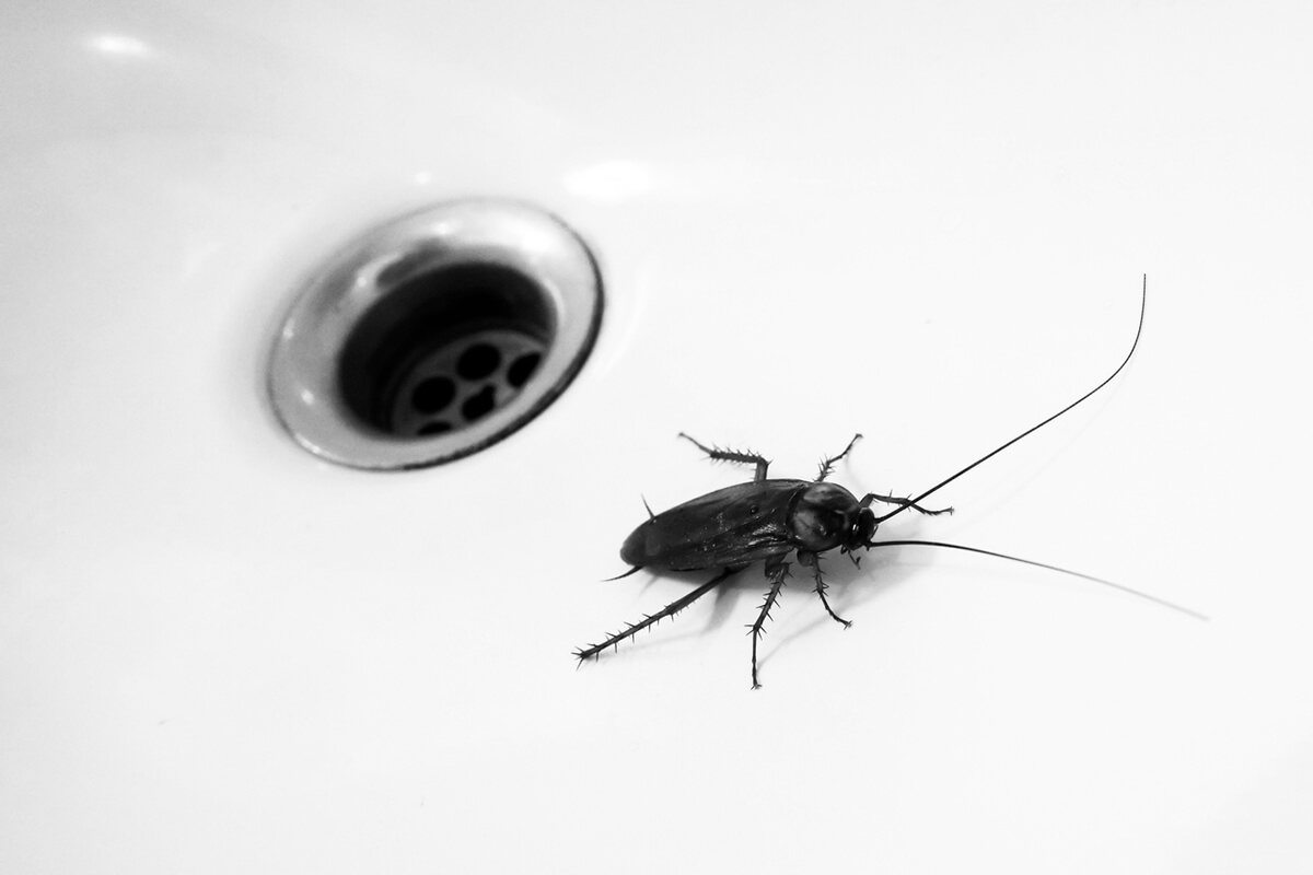 The Surprising Link Between Household Pests and Allergies
