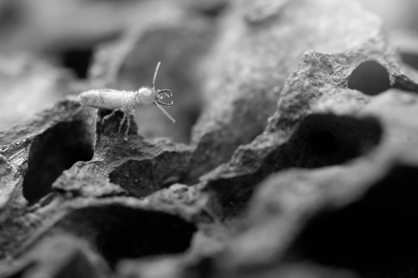 How to Get Rid of Termites: Identification, Treatment, and Prevention
