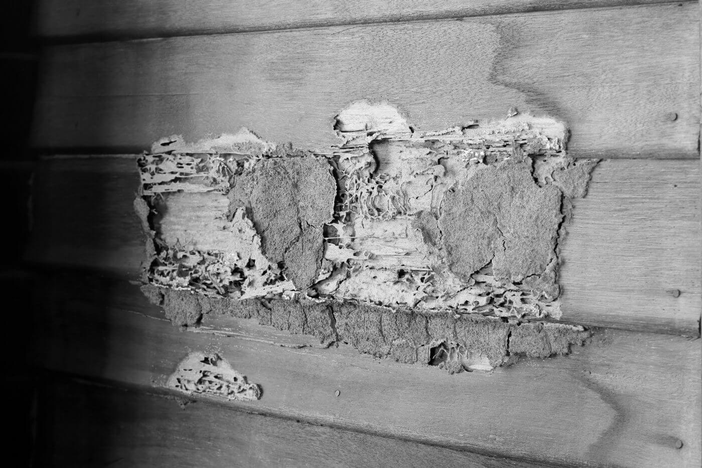 Termite Protection and Prevention in Georgia: Safeguarding Your Home’s Foundation