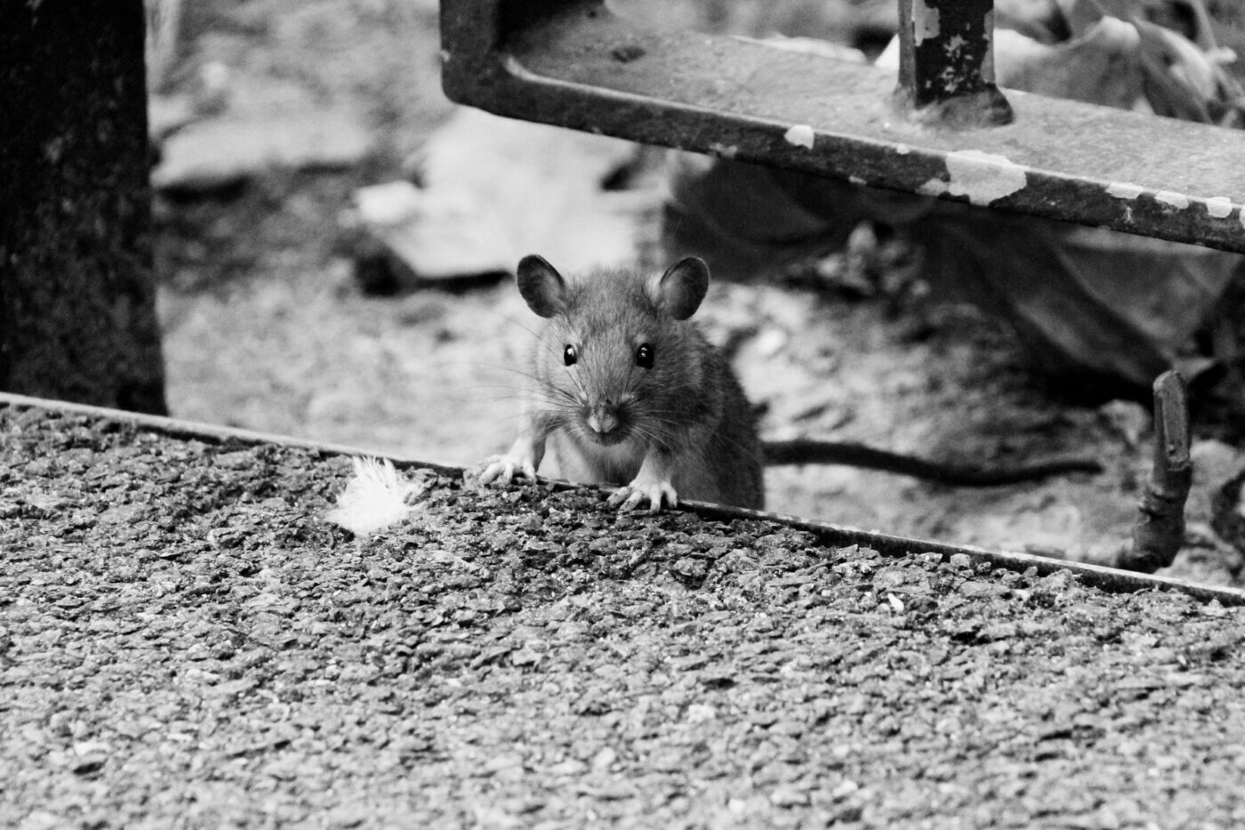 5 Landscape Tips to Keep Rodents Away