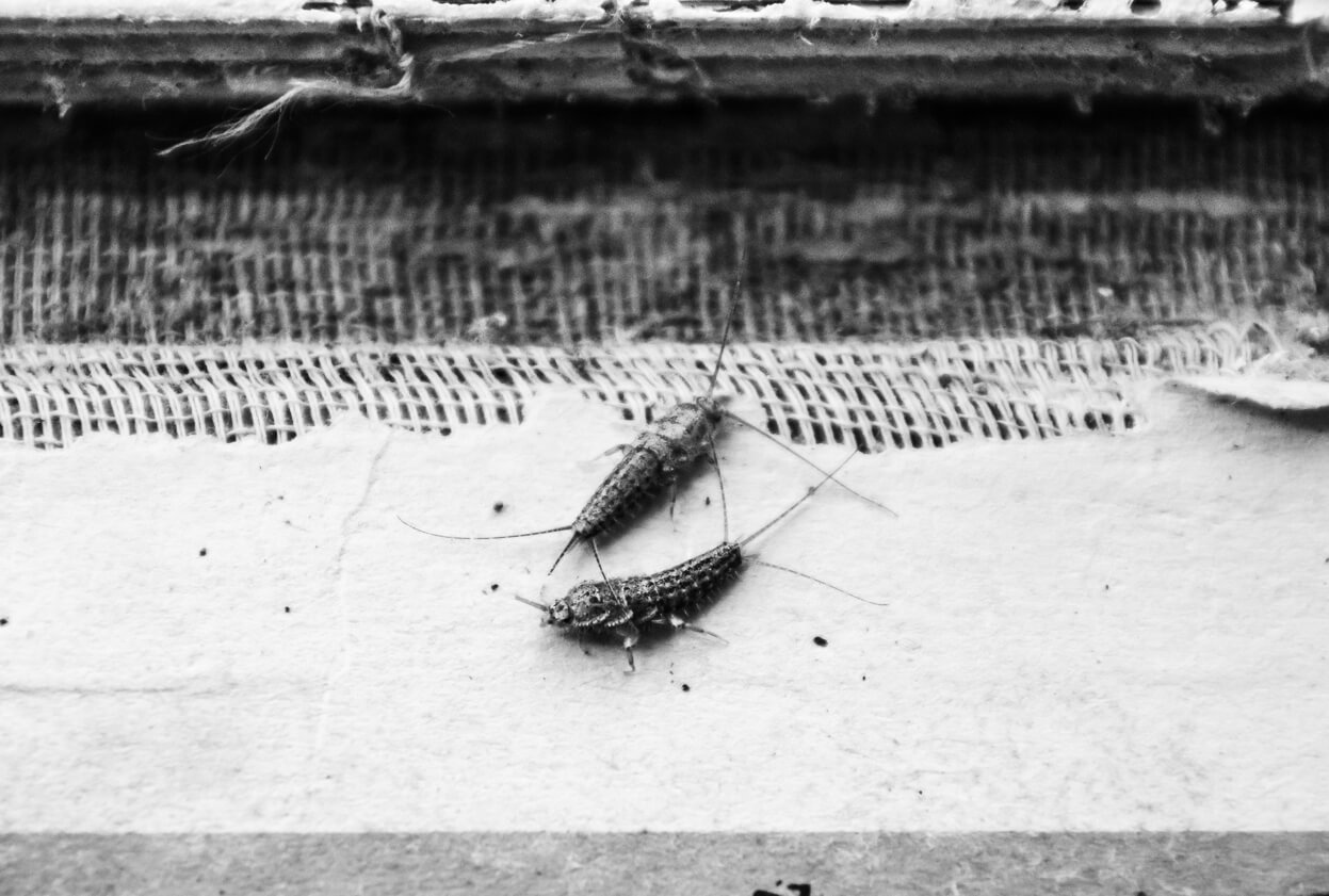What to Do When You Spot Silverfish in Your Home
