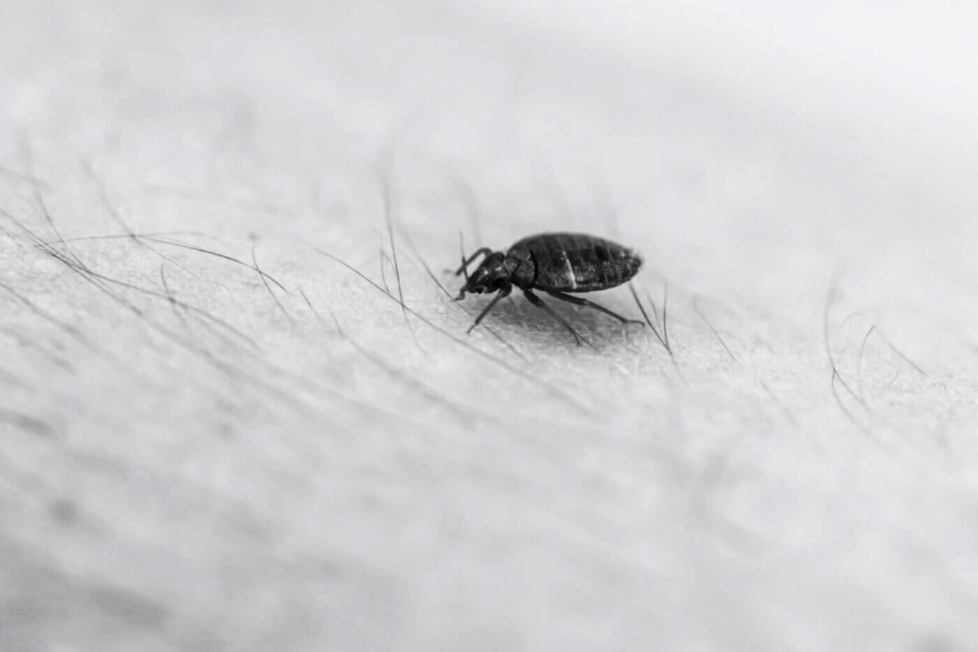 Bed Bug Bite Symptoms: Recognizing and Dealing with These Pesky Pests at Home